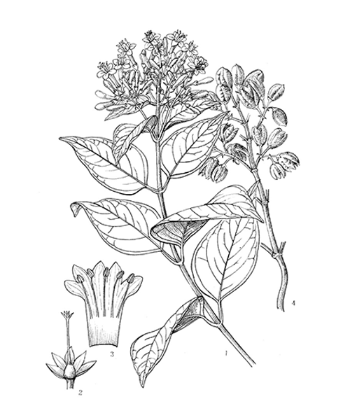 Natural compounds from  Gelsemium elegans